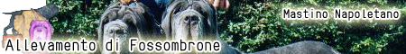 Allevamento mastino napoletano