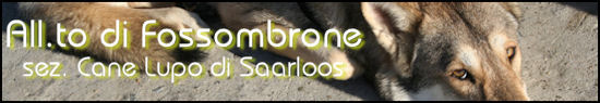 Allevamento Can Lupo di Saarloos