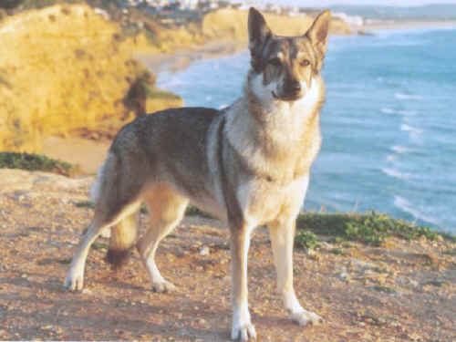 Natura siberica otbeliwajuschtschi die Creme um die Augen die schwarze Johannisbeere