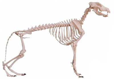 Zoognostica del Cane Lupo di Saarloos