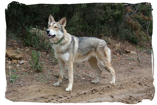 notizie utili sul cane lupo di saarloos