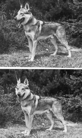 Cane lupo di saarloos