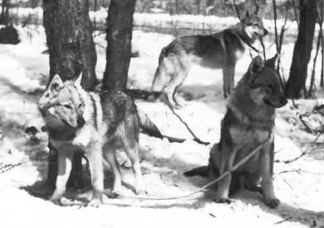 Storia del cane lupo di saarloos